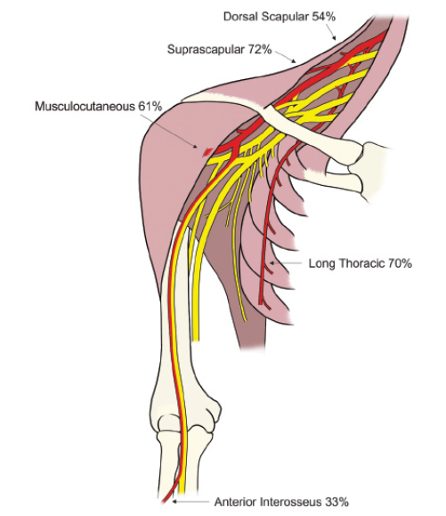 long thoracic nerve brachial plexus