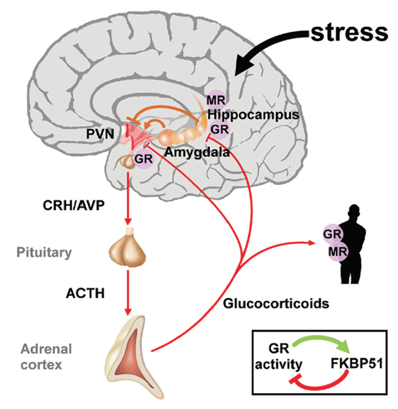 Symptoms high cortisol the stress hormone Vector Image