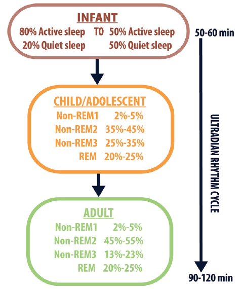 Rem sleep in sales infants